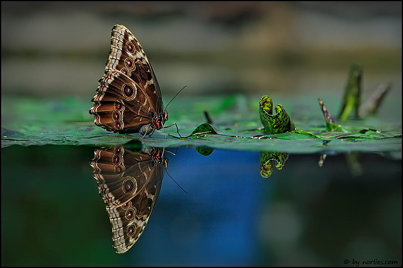 Mirror World, mirror, water, butterfly, lake, HD wallpaper