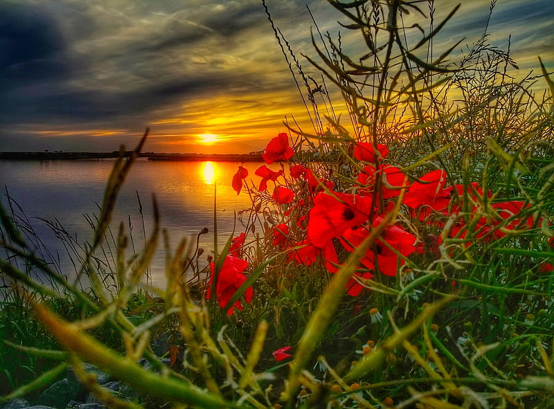 Sunset poppies, grass, golden, poppies, bonito, sunset, sky, clouds, lake, summer, flowers, reflection, HD wallpaper