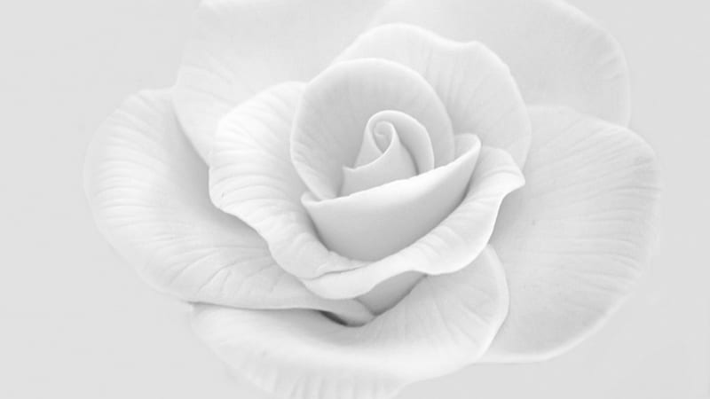 White Rose Petals Flower In Background Aesthetic Hd Wallpaper Peakpx - White Rose Wallpaper Photos