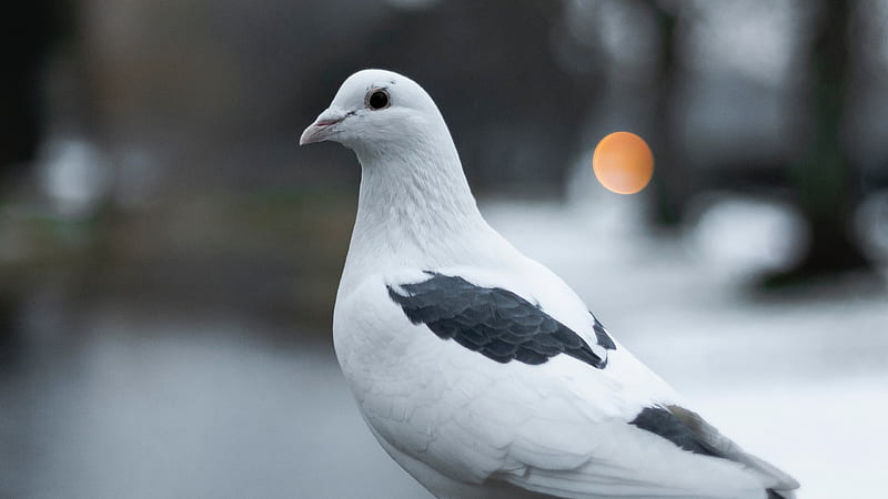 Pigeon, alfred kenneally, bird, pasari, dove, black, white, HD wallpaper