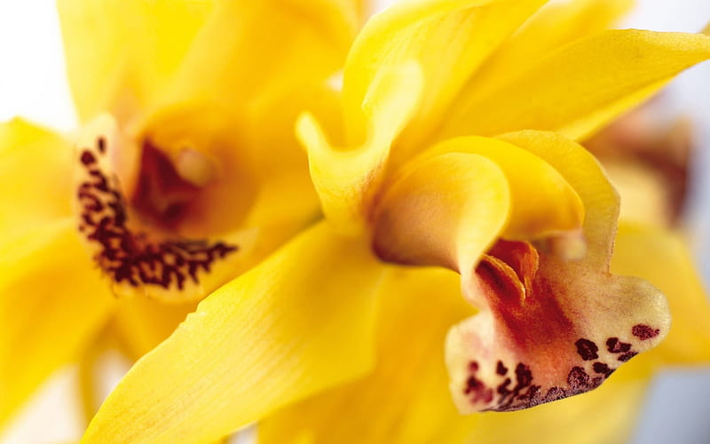 Orchid, blossoms, yellow, petals, exotic, HD wallpaper