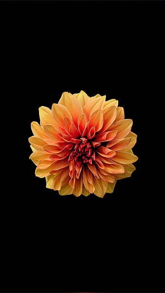 Orange flower, Zoran, beautiful flowers, bush, flowers, flowers background,  forest, HD phone wallpaper | Peakpx