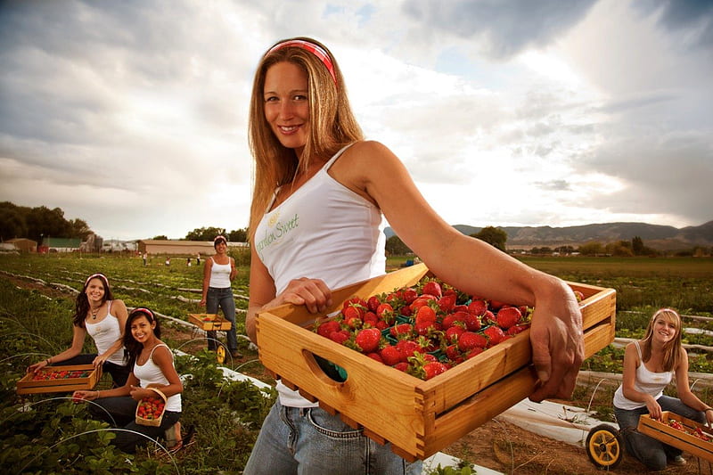 Sweet Strawberries, bonito, smile, country, woman, sweet, farm, graphy, strawberries, work, hop, HD wallpaper