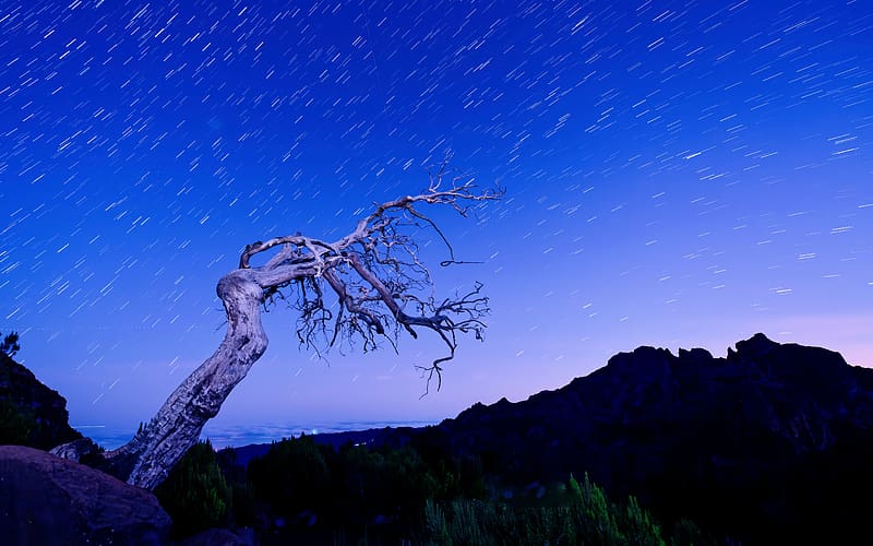 A tree Mountains Night Star trails Madeira Portugal, HD wallpaper
