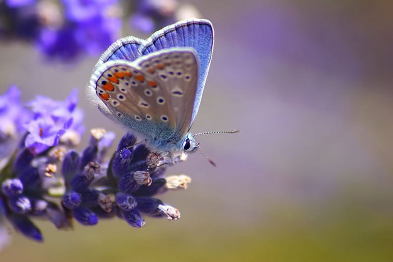 Bel Argus Bleu, grass, spring, lavender, abstract, softness, graphy, butterfly, purple macro, close-up, summer, flowers, nature, field, animals, HD wallpaper