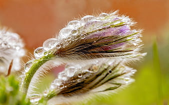 Página 4 | Palabras clave de fondo de pantalla: anemonas | Peakpx