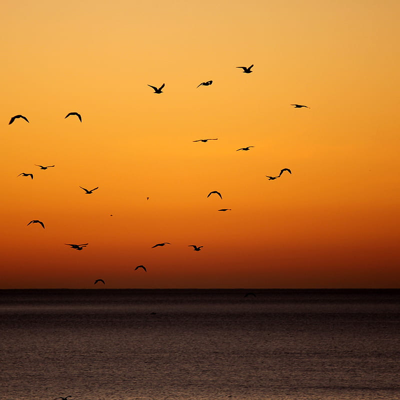 birds, sunset, sea, horizon, HD wallpaper