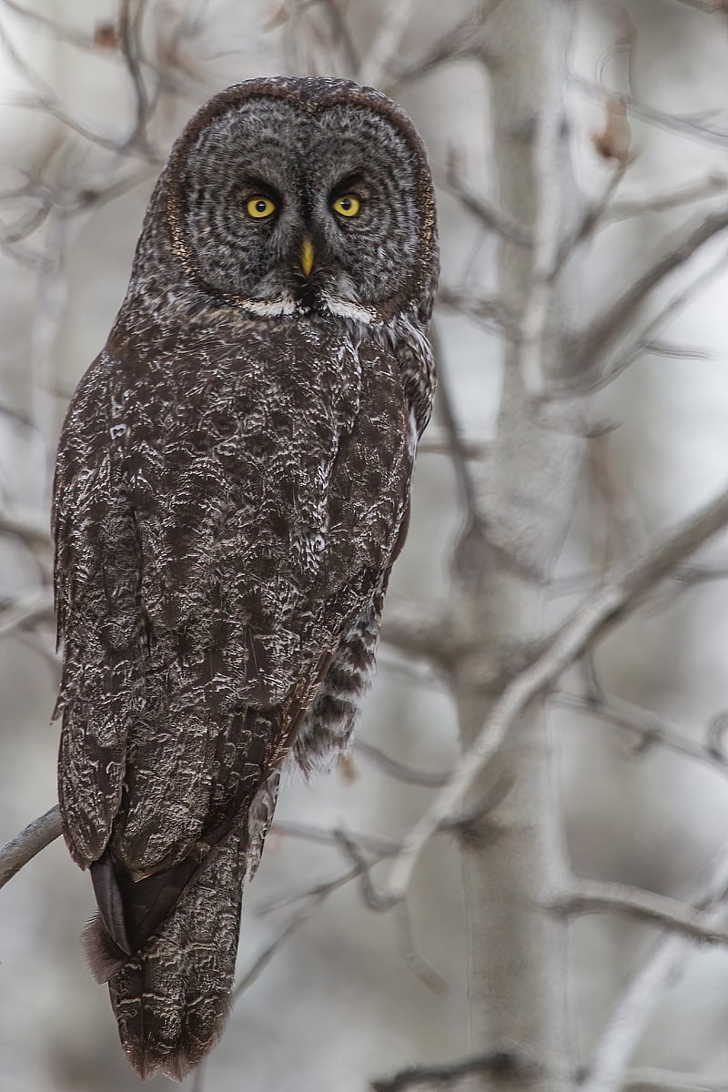 grey owl, owl, bird, HD phone wallpaper