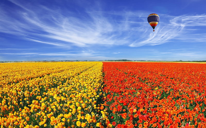 Balloon flies over tulip field, orange, high definition, yellow, clouds, nice, splendor, flowers, tulips, paisage, wings, paysage, sky, panorama, balloon, cool, purple, awesome, white, landscape, red, bonito, high quality, graphy, green, fields, blue, amazing, wesome, stripes, horizon, view, plantation, colors, brise, agriculture, leaf, fly, petals, lines, nature, natural, HD wallpaper