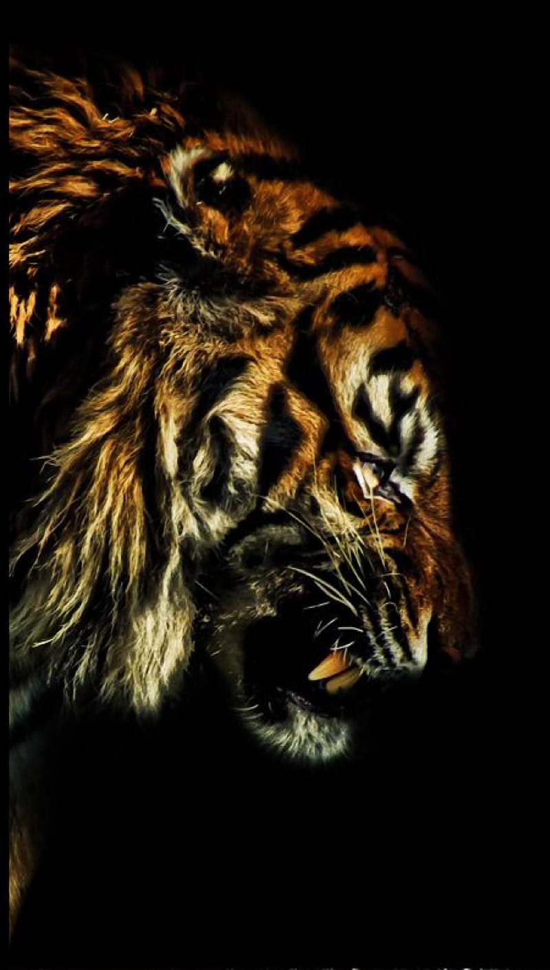 Pin on Tiger Wallpapers