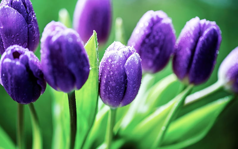 violet tulips, spring, dew, blur, tulips, HD wallpaper