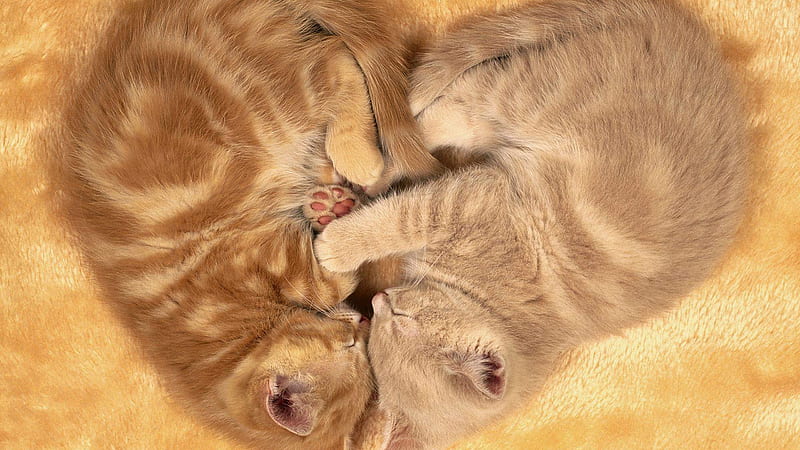 Cute Sleeping Kittens Kitten, HD wallpaper