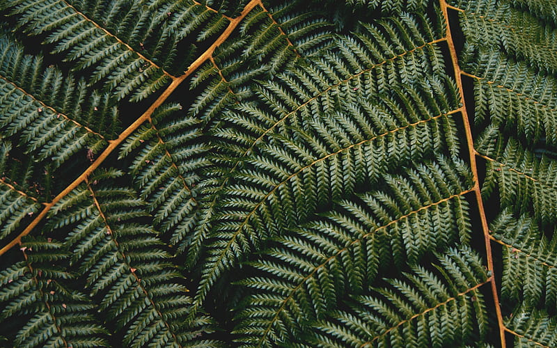 green fern leaves, green natural texture, fern texture, leaves, environment, ecology concepts, HD wallpaper