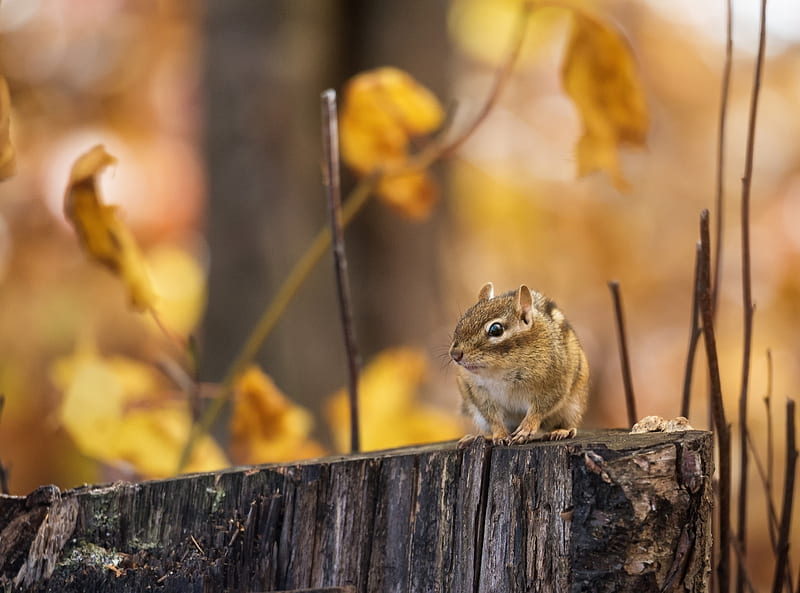 A Siberian chipmunk, Hokkaido, Japan. [1920x1080] : r/wallpaper