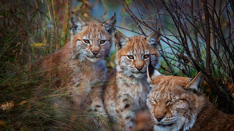 Bobcats , wild, animals, wilderness, graphy, bobcat, nature, cats, HD wallpaper
