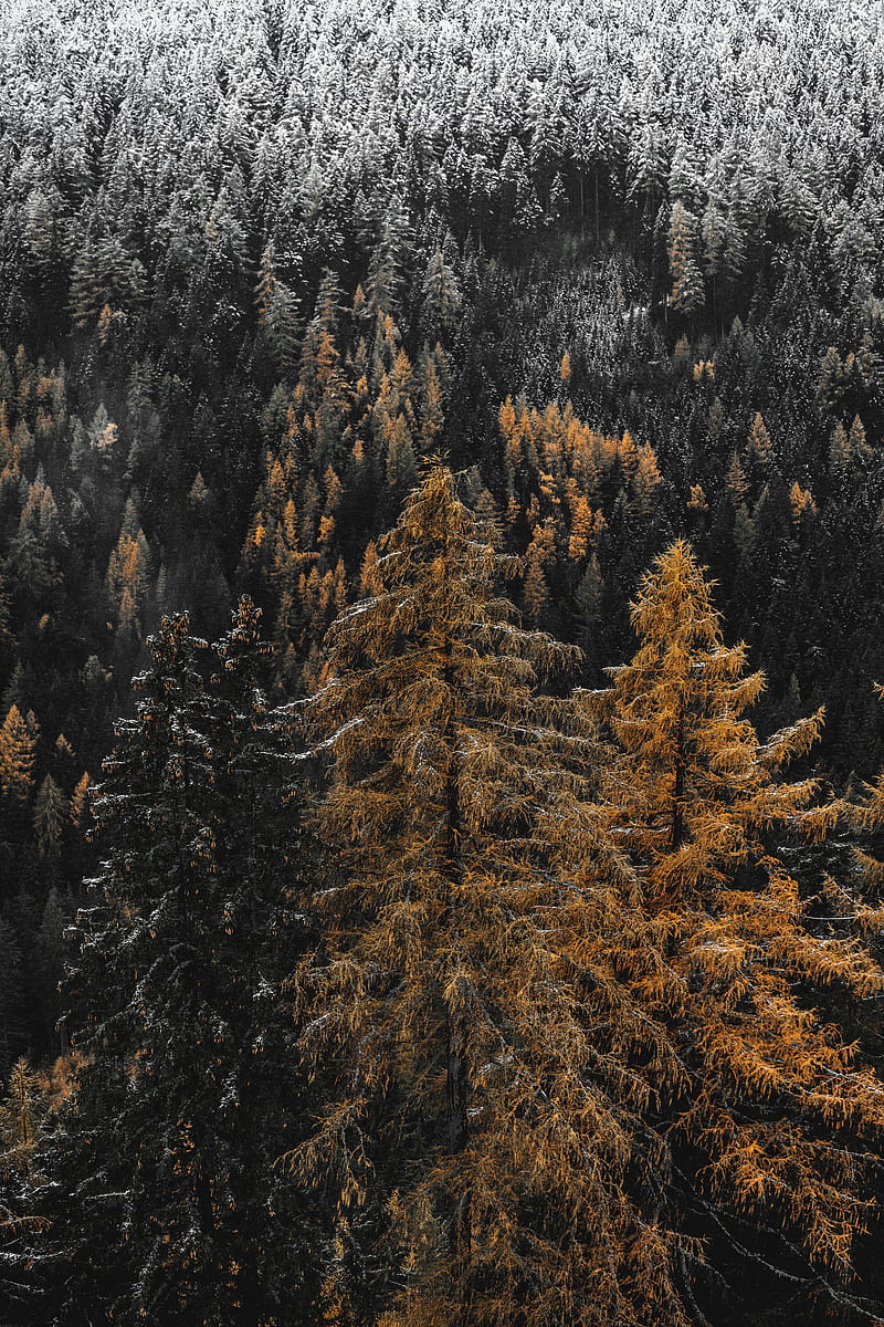 forest, trees, pines, needles, snow, HD phone wallpaper