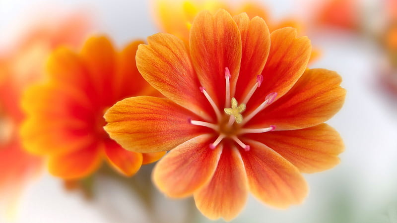 Orange Lewisia FC romance, orange, bonito, Lewisia, floral, graphy, love, wide screen, flower, beauty, HD wallpaper