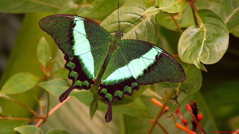 HD emerald_butterfly wallpapers | Peakpx