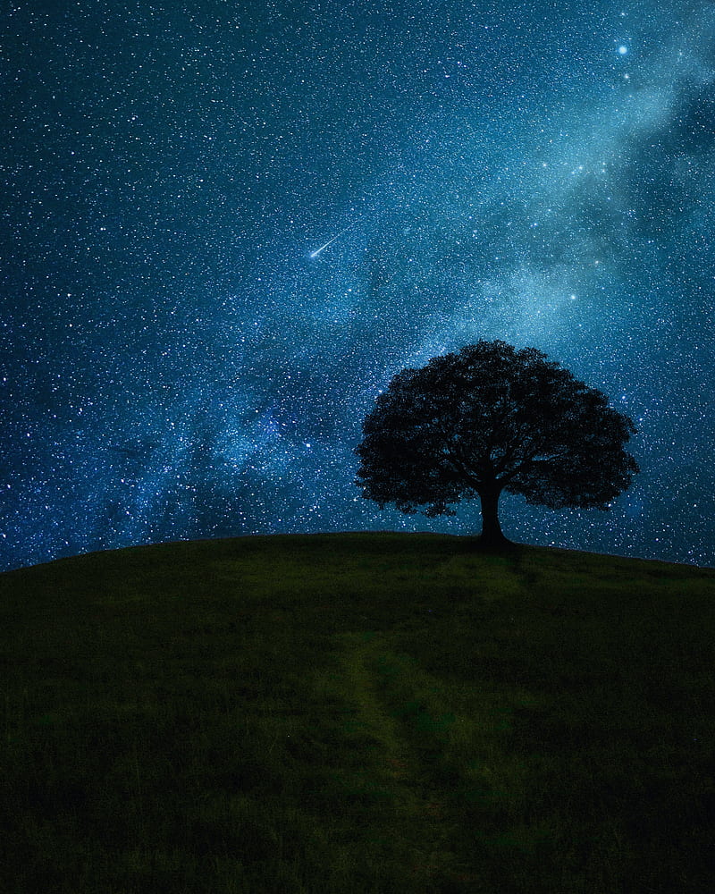 tree, field, night, stars, horizon, HD phone wallpaper