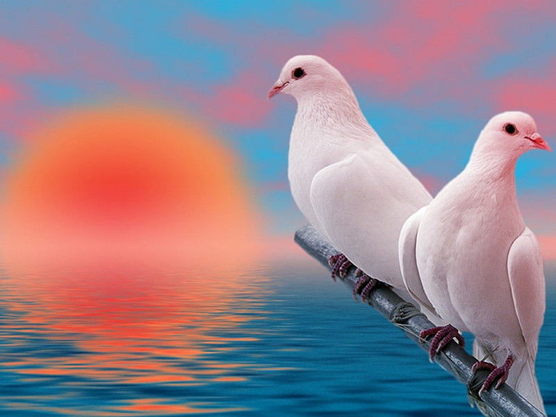 Doves, birds, beauty, nature, HD wallpaper | Peakpx