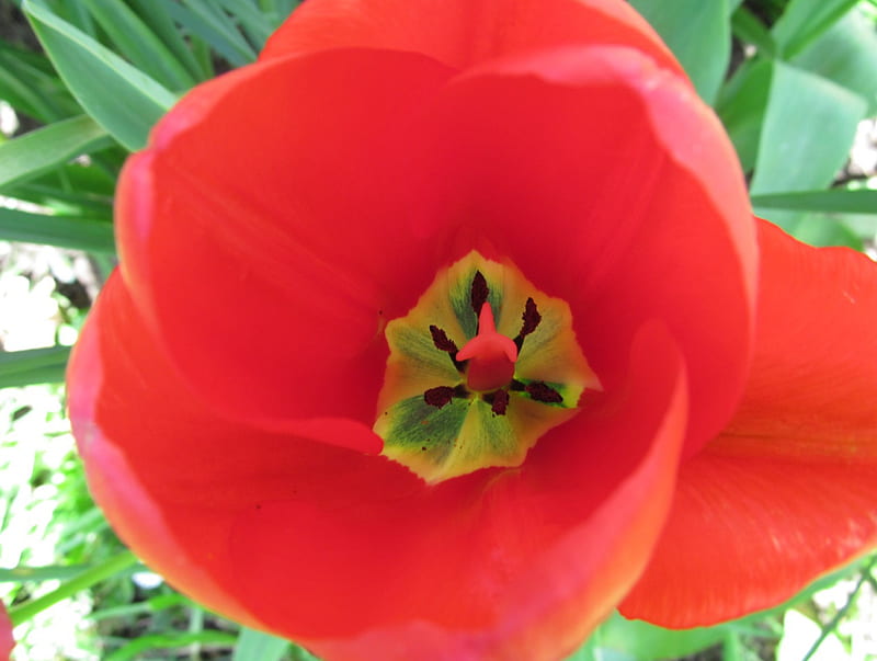 Tulip Heart, Tulips, Red, Plants, Blooms, Flowers, Petals, HD wallpaper