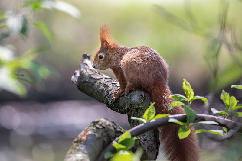 squirrel, animal, rodent, tree, HD wallpaper