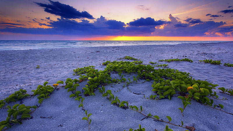 plant growing on a lovely beach, beach, plant, sunset, clouds, sea, HD wallpaper