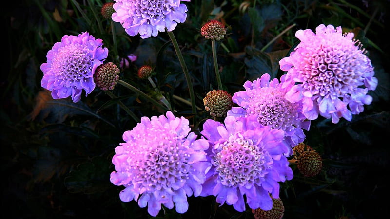 Purple Night Flowerbed Flowers Flowers, HD wallpaper