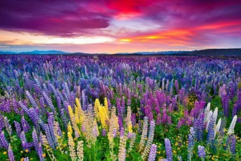 The Russel lupine field, pretty, colorful, bonito, clouds, nice, flowers, amazing, lovely, fresh, delight, sky, freshness, lupine, russel, summer, nature, meadow, field, HD wallpaper
