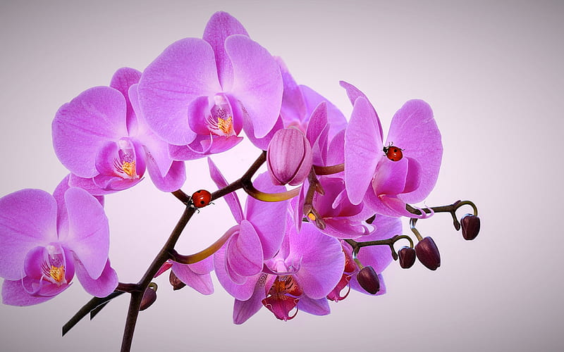 Pink orchid, tropical flowers, orchid branch, beautiful flowers, HD wallpaper