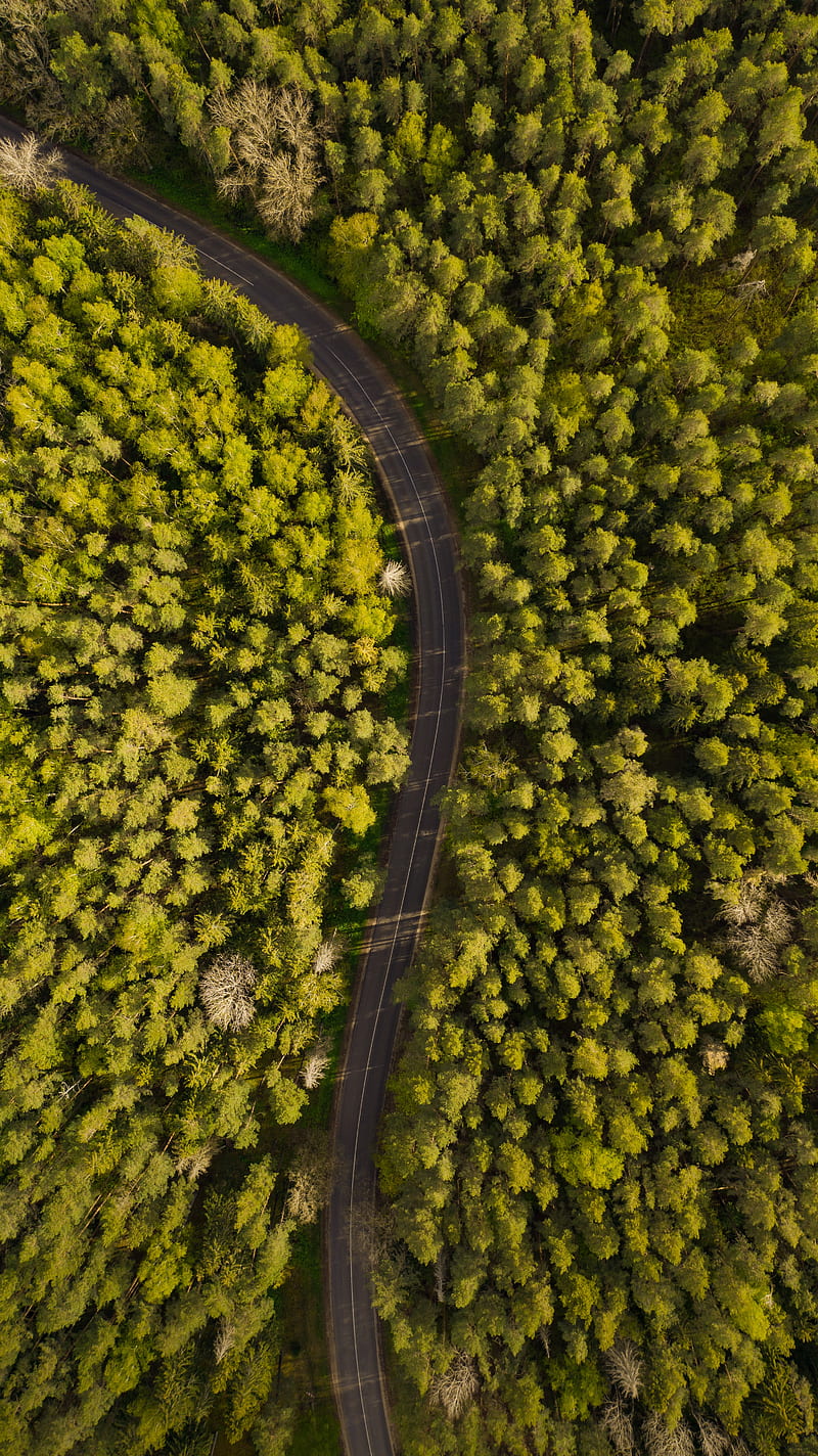 road, winding, aerial view, forest, HD phone wallpaper