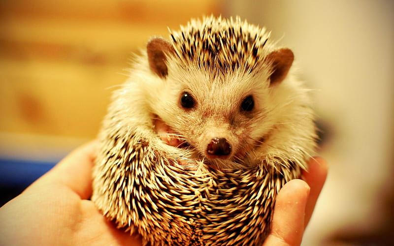 Hedgehog-Animal selection, HD wallpaper