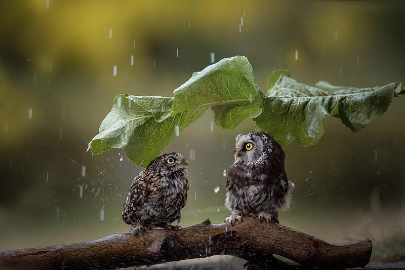 Owls, owl, pasare, umbrella, leaf, cute, bufnita, green, summer, rain, couple, HD wallpaper