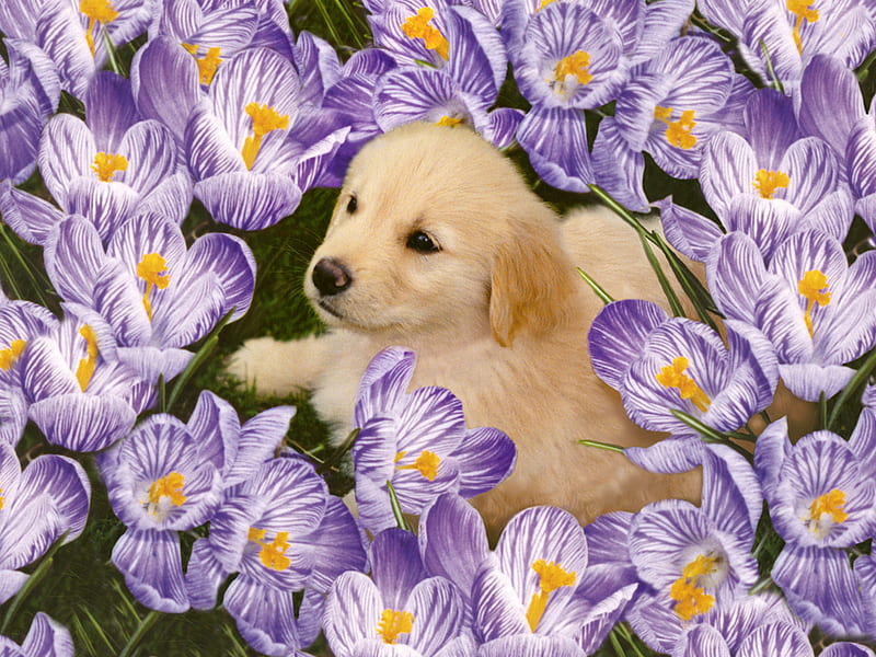 Cachorro entre flores púrpuras, lindo, amigo, flor, cachorro, perro ...