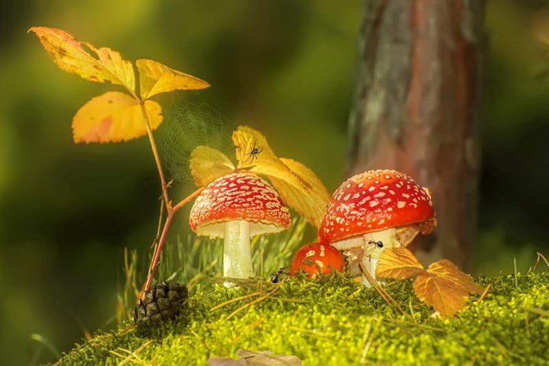 Mushroom family, family, forest, fall, autumn, grass, trees, foliage, cute, leaves, mushrooms, HD wallpaper