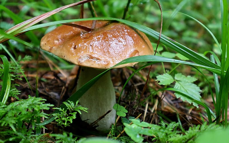 Boletus, Latvia, grass, mushroom, forest, HD wallpaper