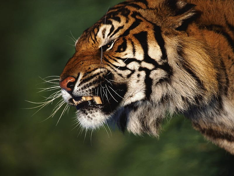 Terrible-tiger, big cat, head, tiger, wild cat, animal, HD wallpaper