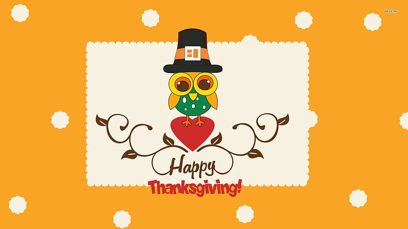 Colourful Owl Bird With Black Hat Thanksgiving, HD wallpaper