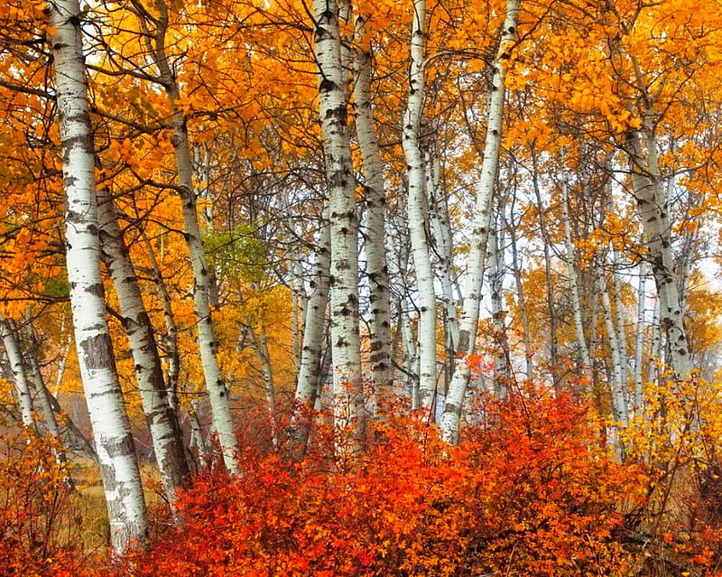 White Birches, red, forest, fall, orange, colors, birch, trees, HD wallpaper