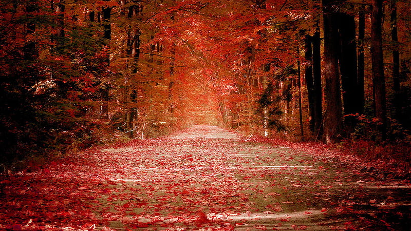 Pathway With Fallen Leaves Between Trees During Fall Nature, HD wallpaper