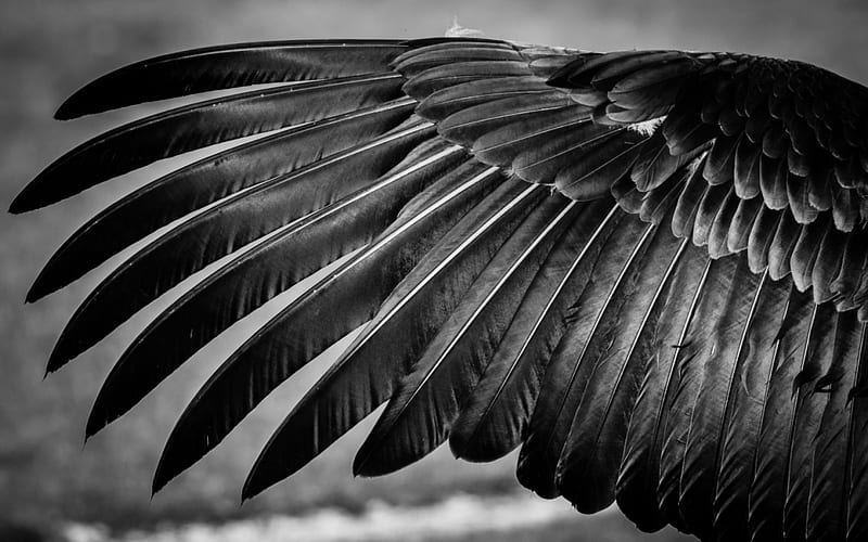 Wing, bird, bw, feather, texture, black, white, HD wallpaper