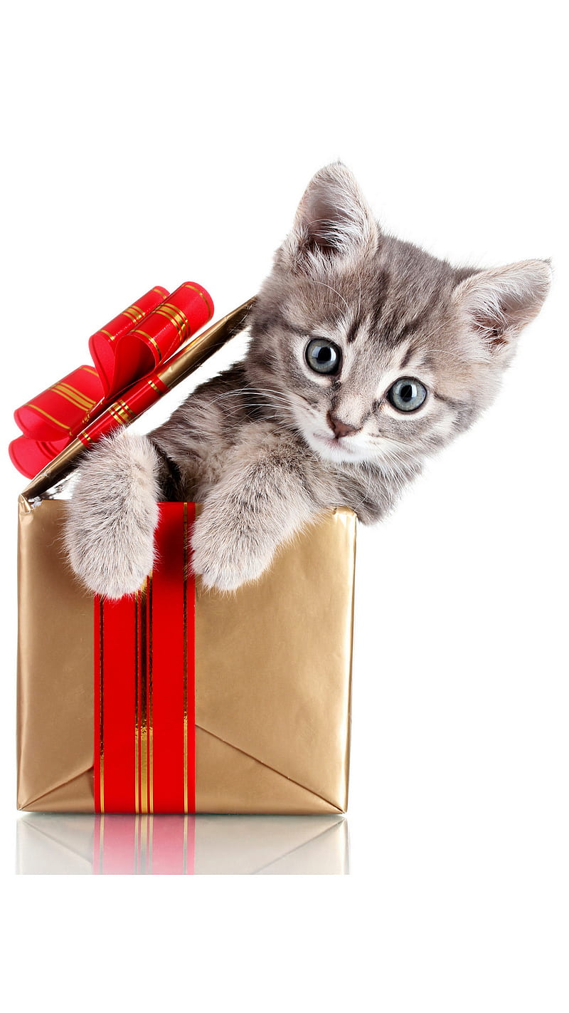 CUTE KITTEN, cat, cats, funny, kitty, christmas, present, HD phone ...