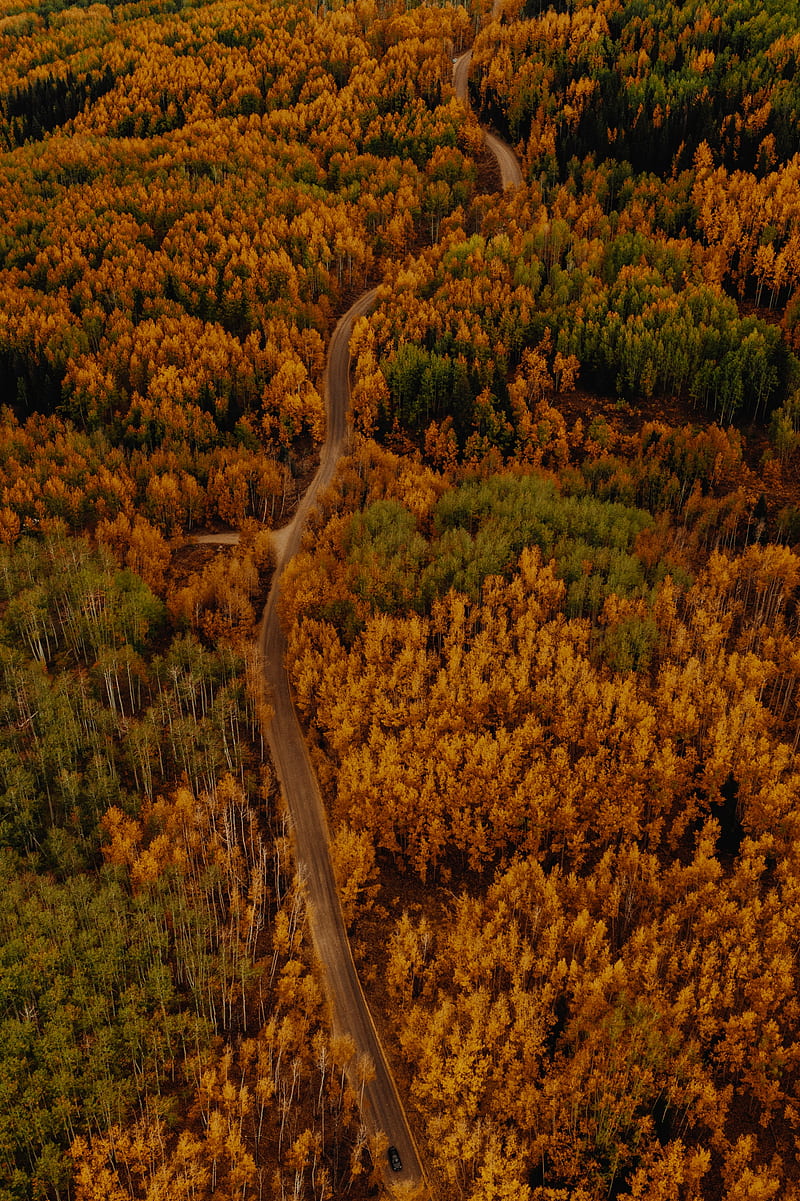 autumn, forest, aerial view, road, car, HD phone wallpaper