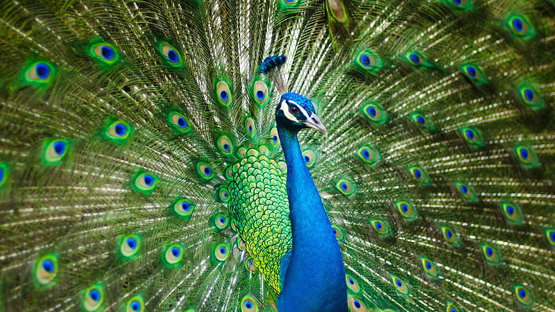 peacock, tail, majestic, birds, Animal, HD wallpaper