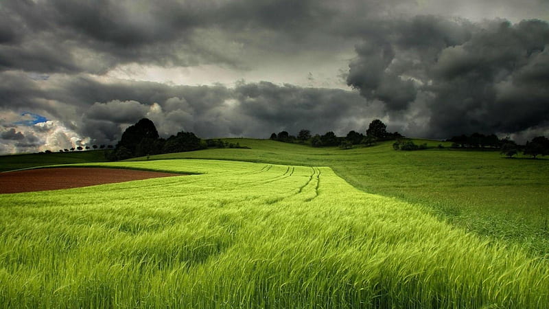 storm clouds over green fields, green, wind, wheat, fields, clouds, storm, HD wallpaper