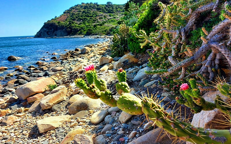 Beach on South Coast of Sardinia with fig plants, sea, italy, rocks, stones, mediterranean, HD wallpaper