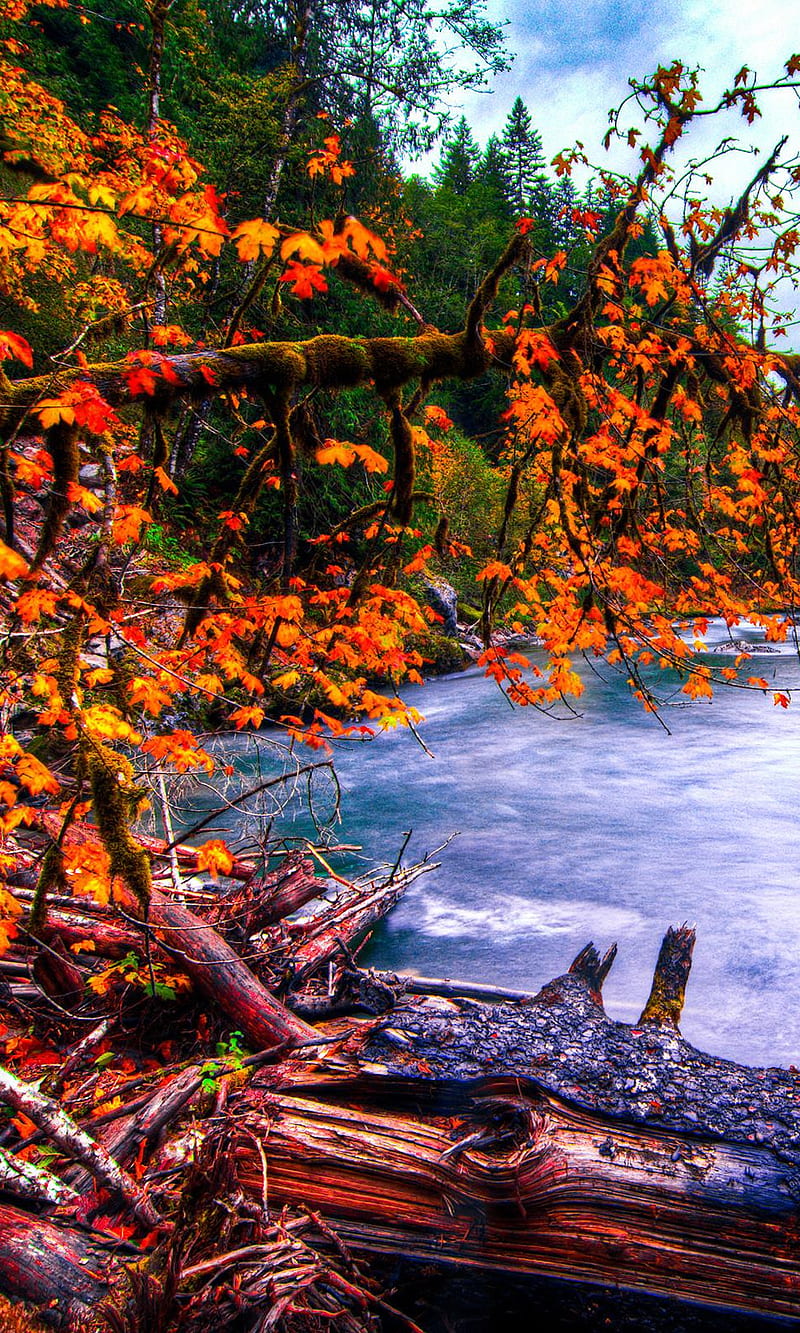 Snoqualmie River, autumn, forest, landscape, nature, washington, HD phone wallpaper