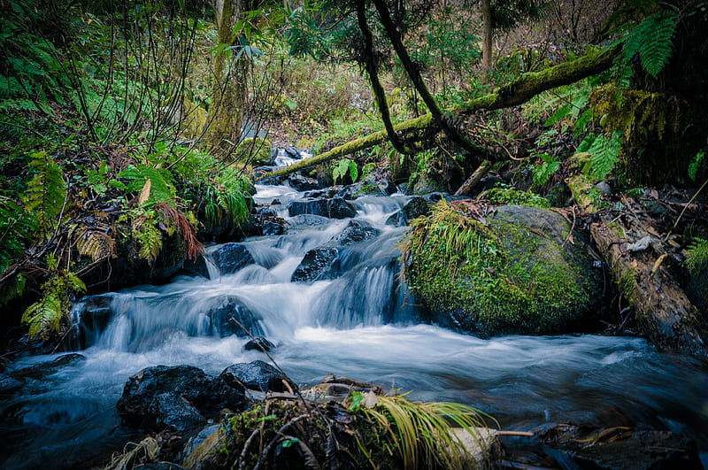 flowing water of river in between of trees, HD wallpaper