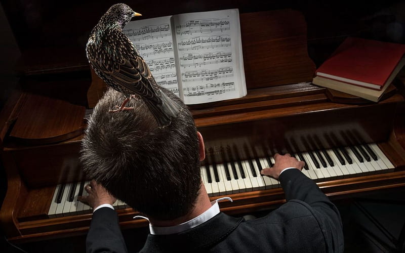 Pianist with Starling, starling, bird, piano, pianist, musician, HD wallpaper
