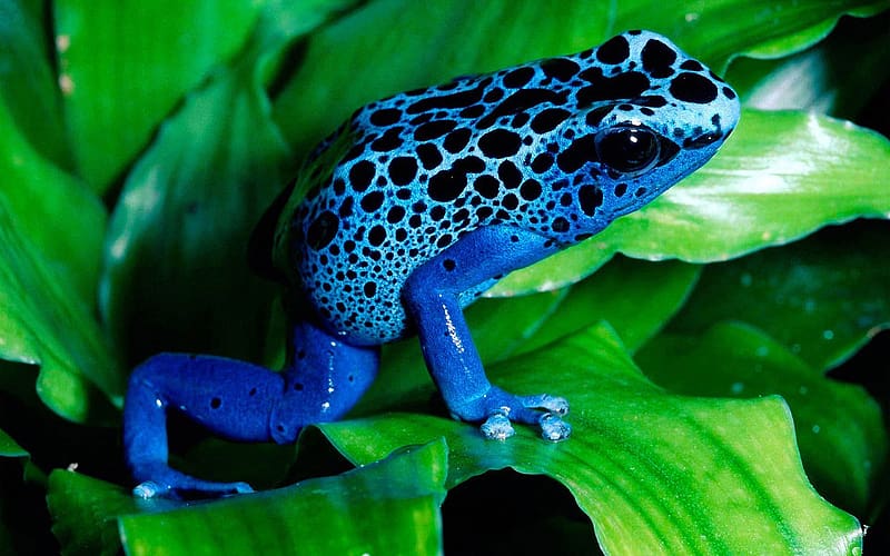Frogs, Animal, Frog, Poison Dart Frog, Blue Poison Dart Frog, HD wallpaper